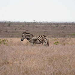 Woran er wohl denkt? 😜