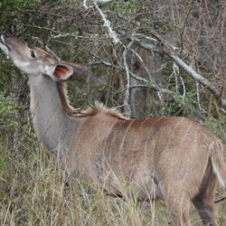 Das ist ein Kudu/ To jest Kudu