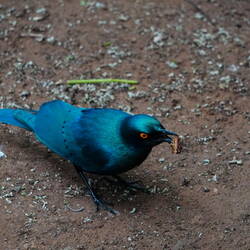 "Hmmm..njam jam...so lecker."