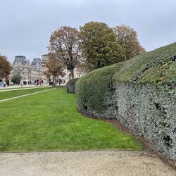 Manicured hedges in the Tuileries