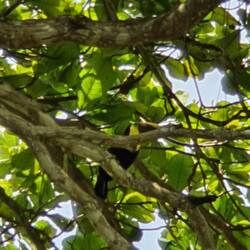 Tucan 😍