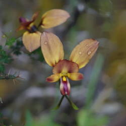 Donkey Orchid