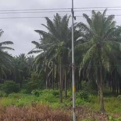 Palmölplantagen