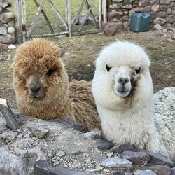 Alpacas