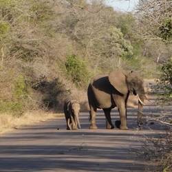 Das sind die netten Elefanten 😅