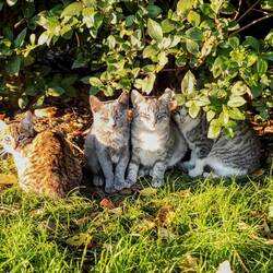 Les chatons se tienen chaud au soleil... Il fait a peine 4 degrès