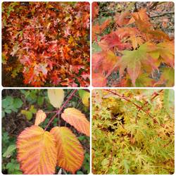 Neighborhood fall foliage