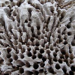 Irgendwelche Wurmviecher haben sich großflächig als Gewindeschneider betätigt.