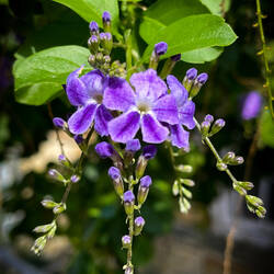 Purple flowers add color to the streetscape — Eski Foça, İzmir.