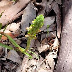 South African Orchid