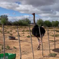 aggressiver strauss ⚠️