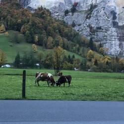 Most of the cows wear honest-to-god bells!