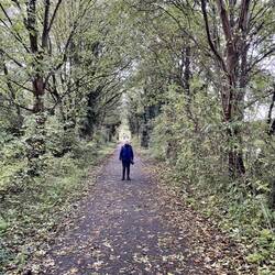 Liverpool tree tunnel