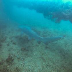 Grey Nurse Shark
