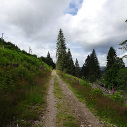 Parallel zur Bahnstrecke verläuft der Westweg zum Bahnhof Feldberg-Bärental
