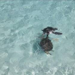 Turtles kissing 😘, it is mating season 😆