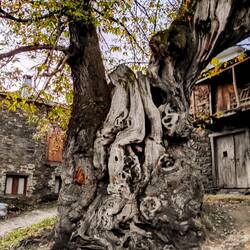 Le lis vieux châtaigner d'Espagne (800ans)