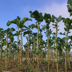 Les choux de Galice, dont les feuilles parfument la soupe de Galice