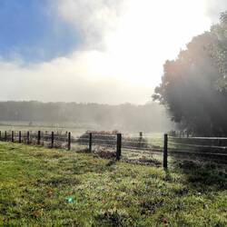 Matin dans la brume