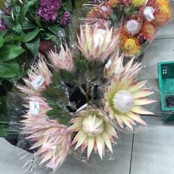 Protea-Blume