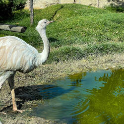 Nandu is the native South American name for the Rhea — Sazova Park Zoo, Eskişehir.