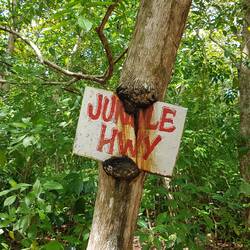 The Jungle Highway to Monkey Island