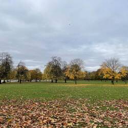 Beautiful trees - bare on top