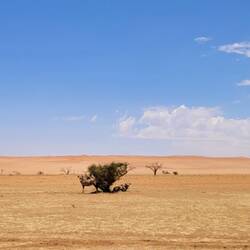 2 Oryx (das Nationaltier Namibias)