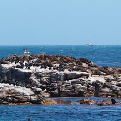 Viele viele Robben/ wiele wiele fok