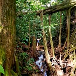 Ein kleiner Wasserfall durch eine gigantische Wurzelbrücke und im Hintergrund Jessi :)