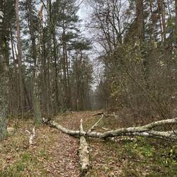 Gleich verschluckt mich der Wald