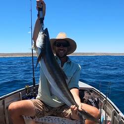Cobia
