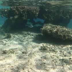 Oyster Stack