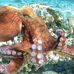 Photo of the day 😍. Mr octopus