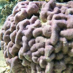 Brain coral