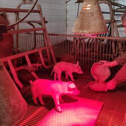 Checking on piglets