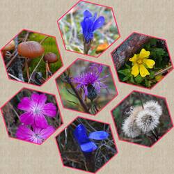 Richters Blumenentdeckungen