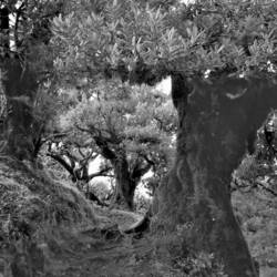 Welcome in the fairytale forest of Fanal 🧚🧚‍♂️🧚‍♀️!