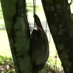 Zeitlich gut abgepasst, immerhin kommt so ein Faultier nur einmal in der Woche zum Boden