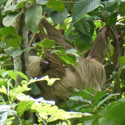 Endlich auch mal ein Zweifingerfaultier 😁