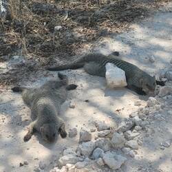 Den Zebramangusten ist auch zu warm 😄