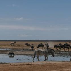 Springböcke, Gnus, Warzenschweine und Zebras