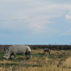 Gnu, Nashorn und Oryx