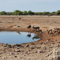 Kudus (die großen Antilopen) und Impala