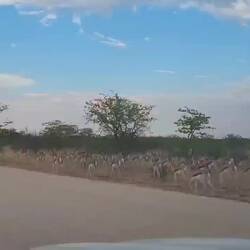 Ganz viele Springböcke und ein Gnu