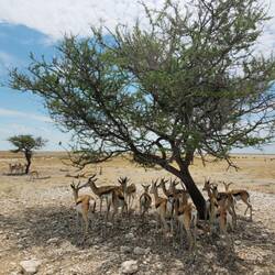 Springböcke im Schatten