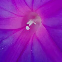 Inside a little blossom - like a shining star 🤗🤗🤗!
