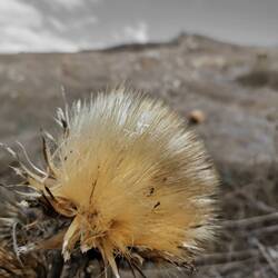 Thistles are some of the less plants on this trails!