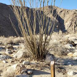 Ocotillo plant