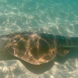 Shovel nose shark, that visits daily